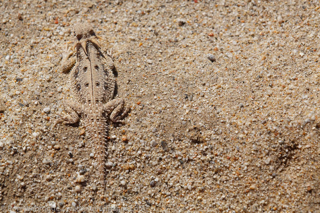 lat-tail horned lizard 