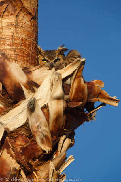 Great Horned Owl