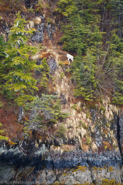 Mountain Goat