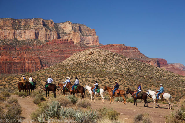 Mules on the South Kaibab Trail