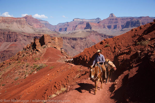 Mules on the South Kaibab Trail