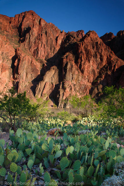 Cactus in the Grand Canyon