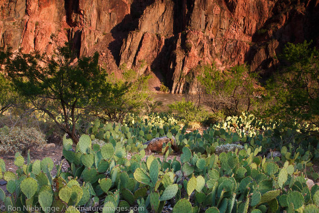 Cactus in the Grand Canyon