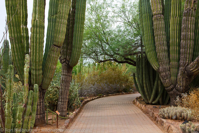 Desert Botanical Garden