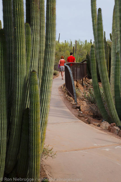 Desert Botanical Garden