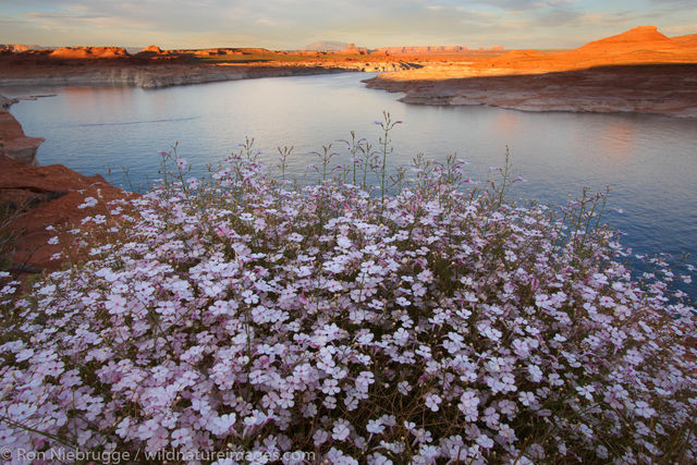 Wildflowers along Lake Powell