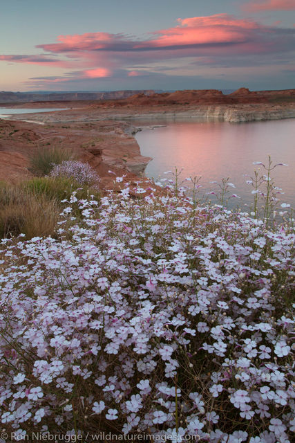 Wildflowers along Lake Powell