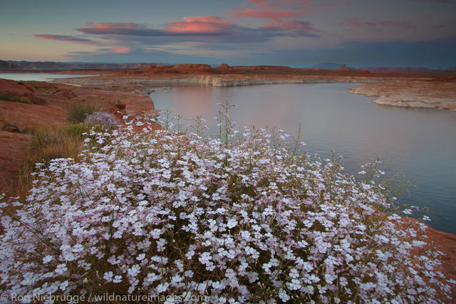 Wildflowers along Lake Powell