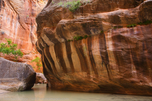 The Narrows, Zion National Park