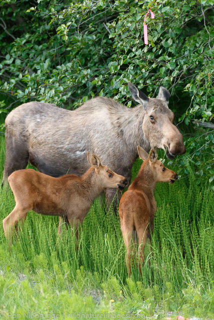 Moose Calves