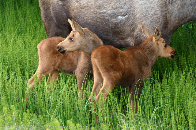 Moose Calves