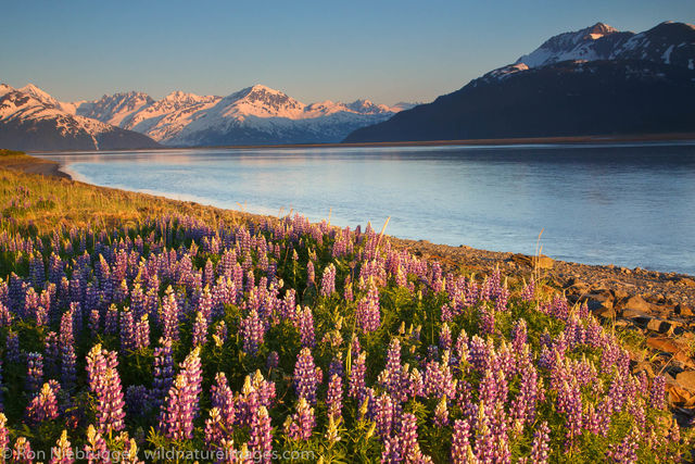 Turnagain Arm