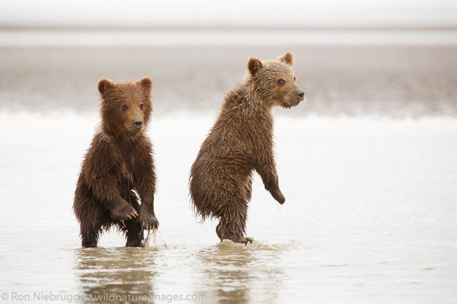 Little Bear Cubs