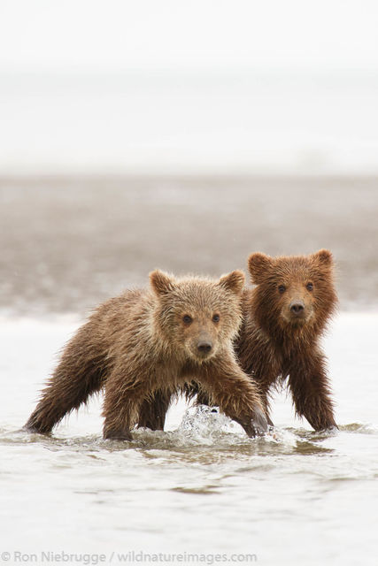 Little Bear Cubs