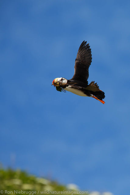 Horned Puffin