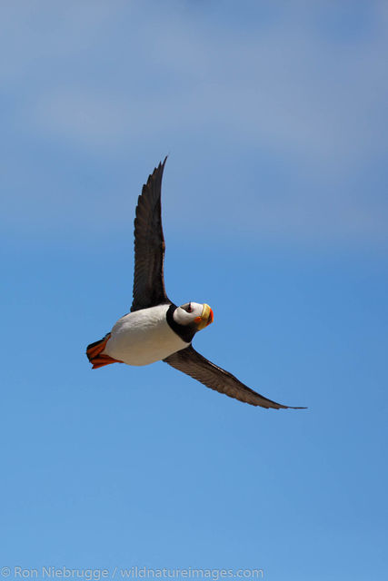 Horned Puffin