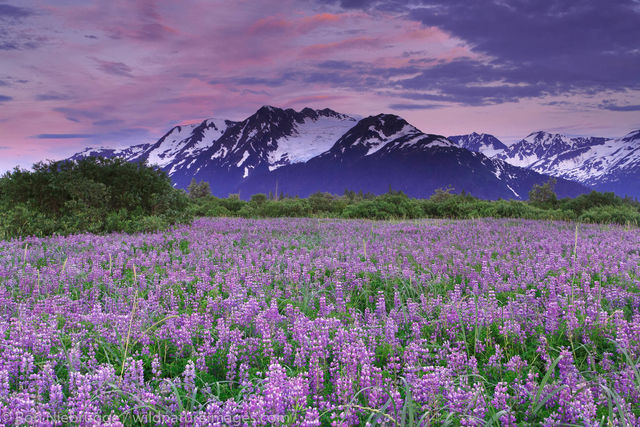 Lupine Along Turnagain Arm