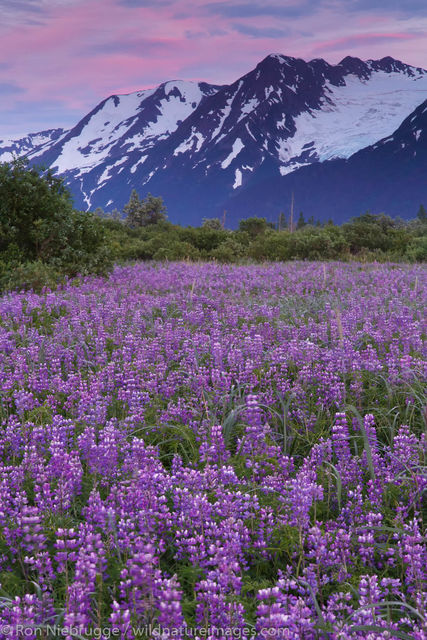 Lupine Along Turnagain Arm