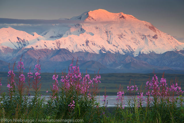 Fireweed and Denali