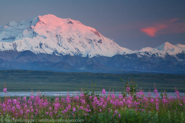 Fireweed and Denali