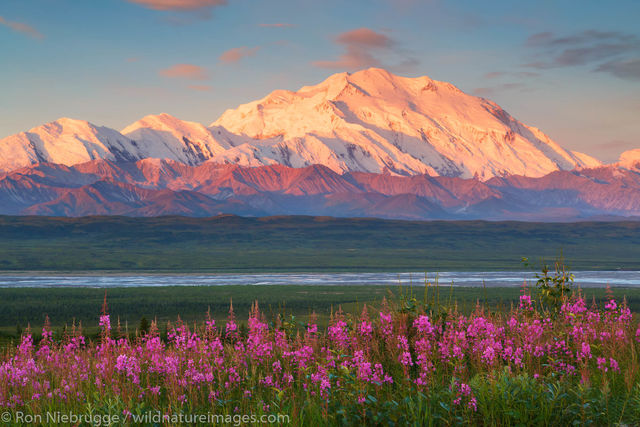 Fireweed at Sunset