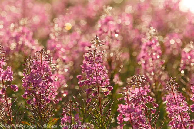 Fireweed  