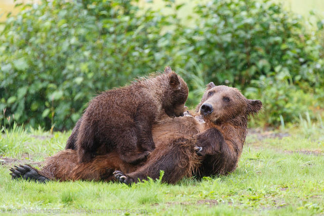 Bear Cub Nursing