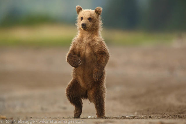 Bear Cubs Playing