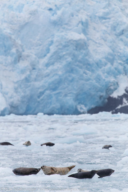 Harbor Seals, Chenega Glacier