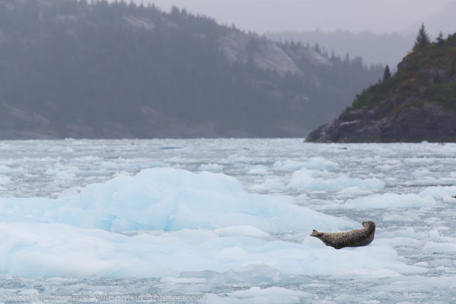 Harbor Seals, Chenega Glacier