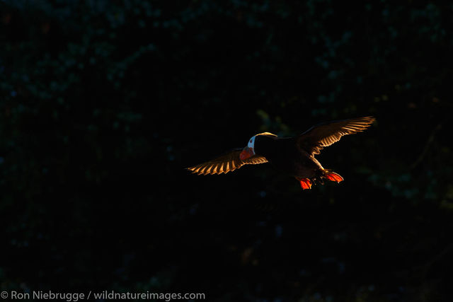 Tufted Puffin