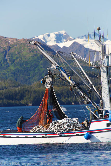 Commercial Salmon Fishing