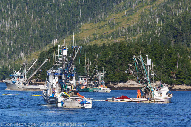 Commercial Salmon Fishing