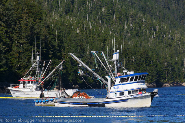 Commercial Salmon Fishing