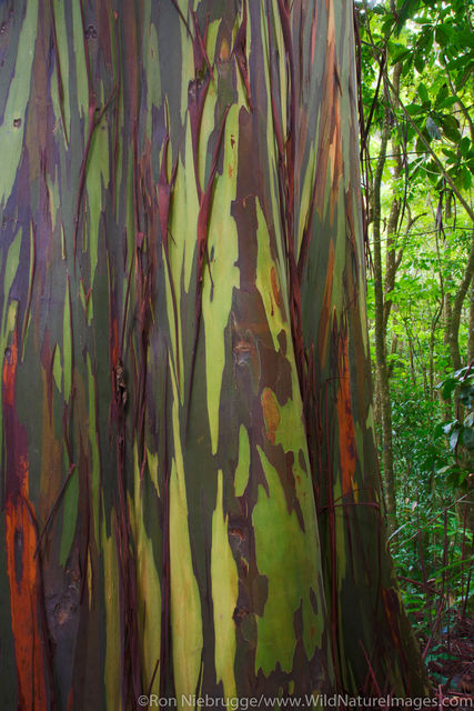 Rainbow Eucalyptus Trees