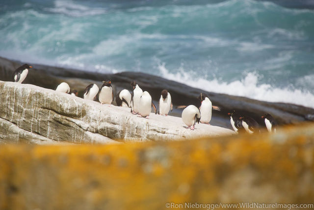 Rockhopper Penguins