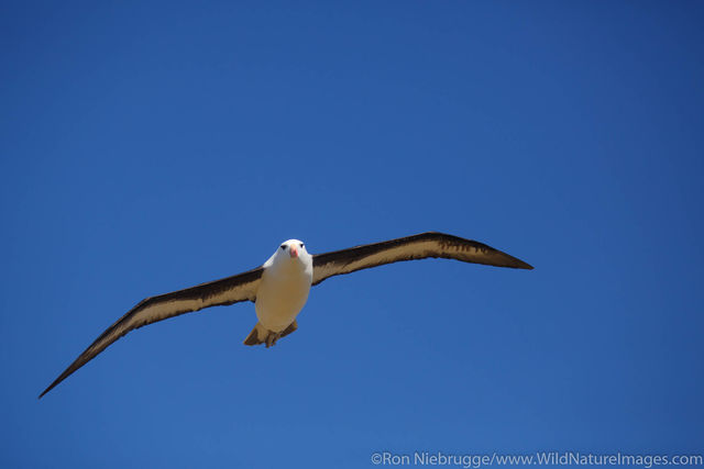 Black-browed Albatross
