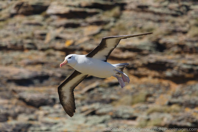 Black-browed Albatross