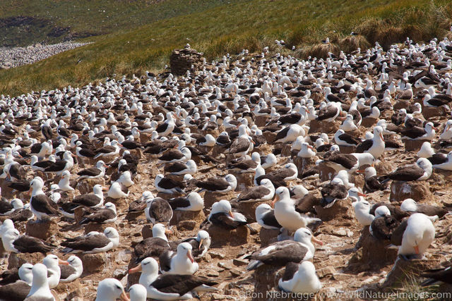 Black-browed Albatross