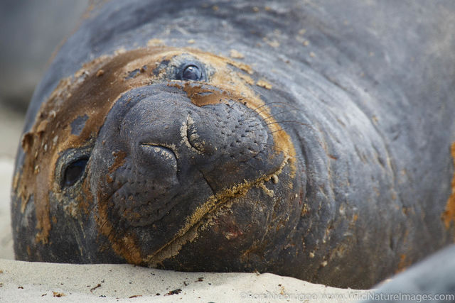 Southern Elephant Seal