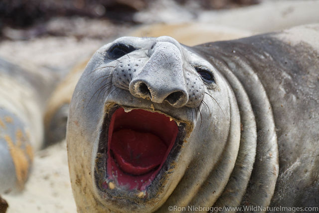 Southern Elephant Seal
