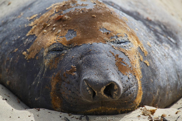 Southern Elephant Seal