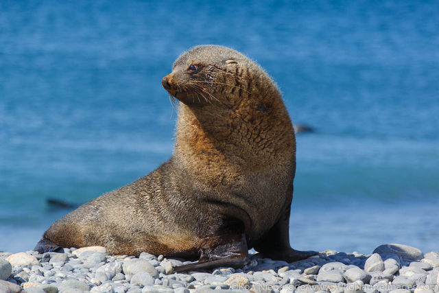 Fur Seal
