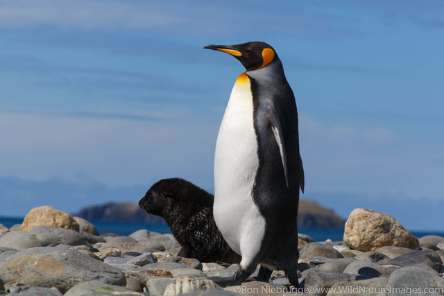 King Penguin
