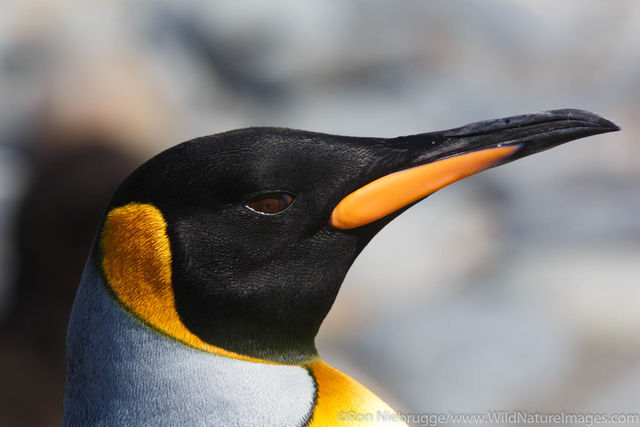 King Penguin