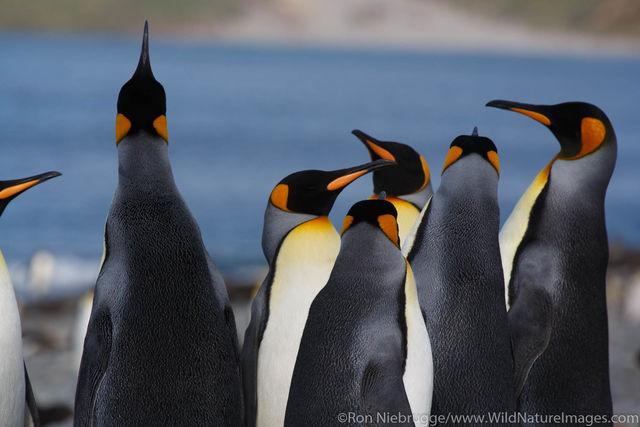 King Penguins
