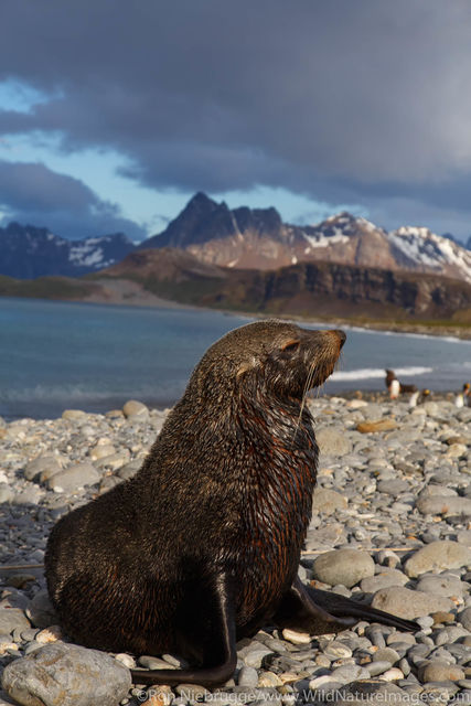 Fur Seal, Salisbury Plain