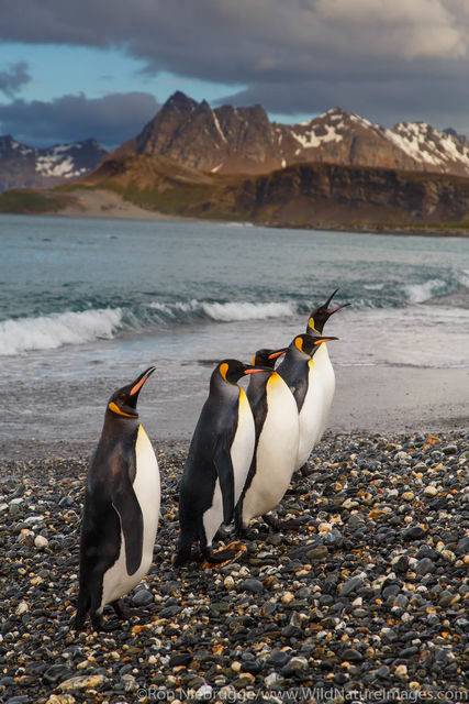 King Penguins, Salisbury Plain, South Georgia