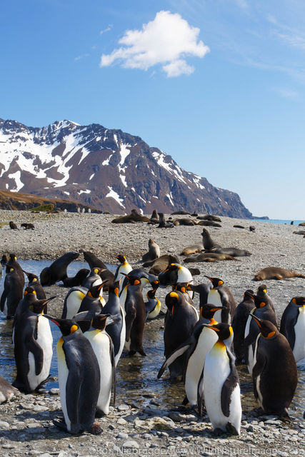 King Penguins