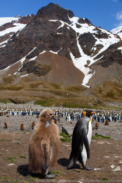 King Penguins